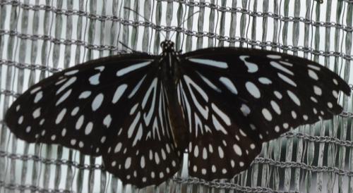 Réf. 229 603 : Tirumala septentrionalis